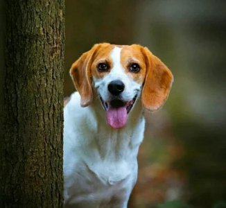 晚上狗突然狂叫预示着什么 农村半夜狗叫个不停怎么回事