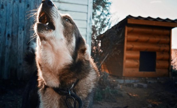晚上狗突然狂叫预示着什么