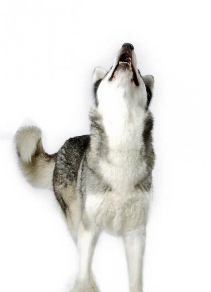 晚上狗突然狂叫预示着什么