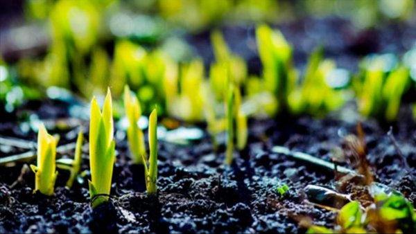 一周有七天到底是因为什么