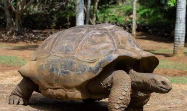 临沂为何被称为龟驮城