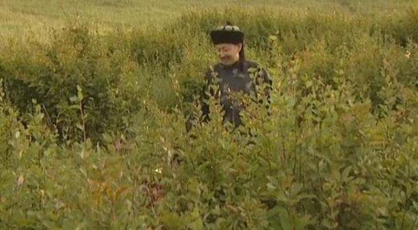 历史上的宝日龙梅最后结局