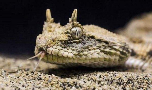 应龙是最强龙吗