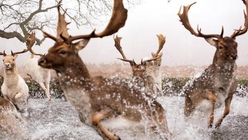 大多数动物里雄性比雌性美