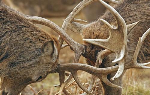 大多数动物里雄性比雌性美