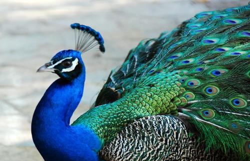 大多数动物里雄性比雌性美