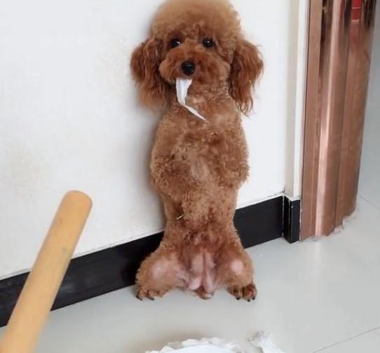 泰迪最怕打哪里安全