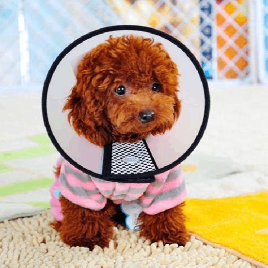 泰迪最怕打哪里安全