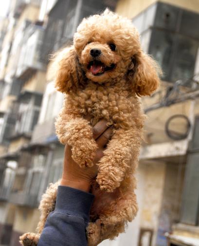 泰迪最怕打哪里安全