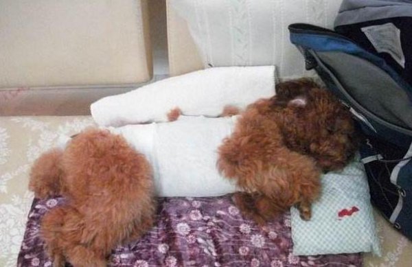 泰迪最怕打哪里安全