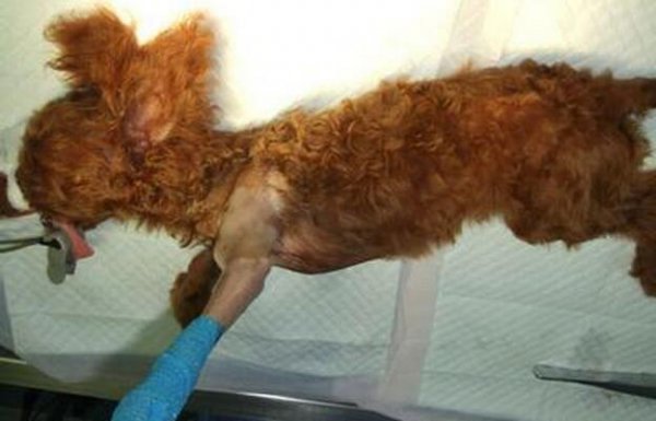 泰迪最怕打哪里安全