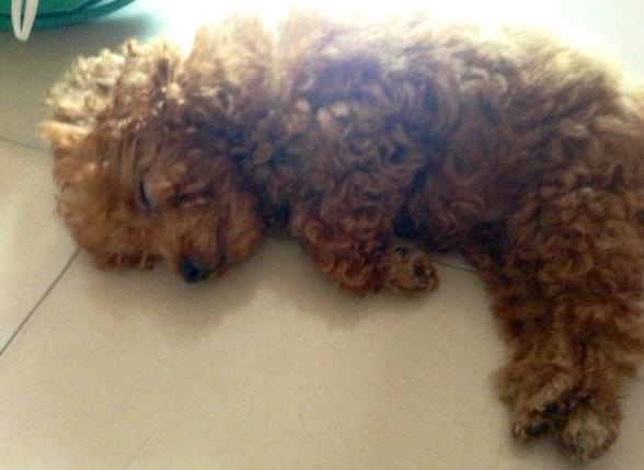 泰迪最怕打哪里安全