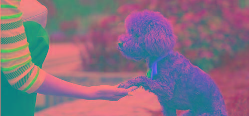 泰迪最怕打哪里安全