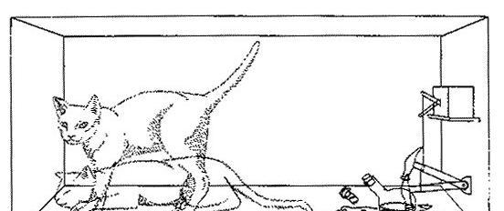 有人做过薛定谔的猫实验吗