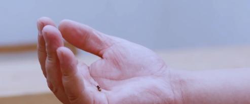 为什么苍蝇拍能拍到苍蝇手却拍不到