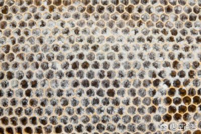 昆虫灭绝对人类有什么影响 如果昆虫灭绝的后果是什