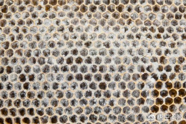 昆虫灭绝对人类有什么影响