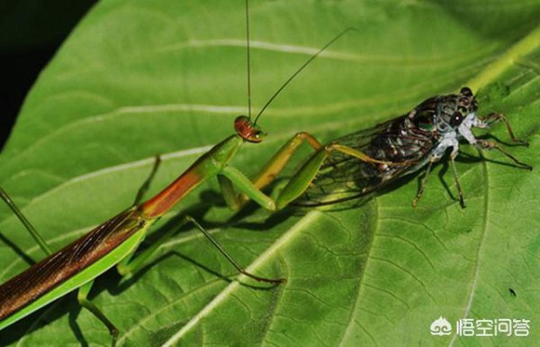 昆虫灭绝对人类有什么影响