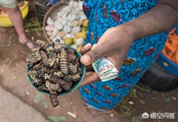 昆虫灭绝对人类有什么影响