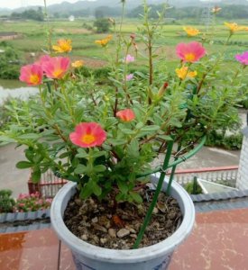 太阳花怎么养护长得快 太阳花简单养护管理注意事项