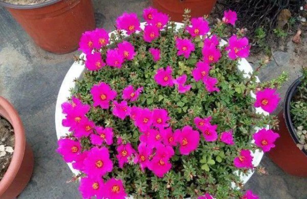 太阳花怎么养护长得快