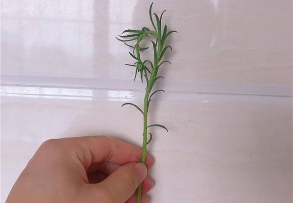 太阳花怎么养护长得快