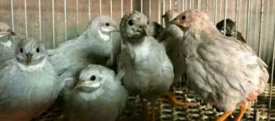 世界上最小的鸡是什么品种 体型最小的芦丁鸡好养吗