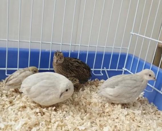 世界上最小的鸡是什么品种