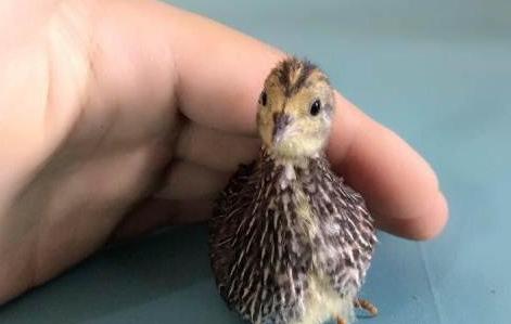 世界上最小的鸡是什么品种