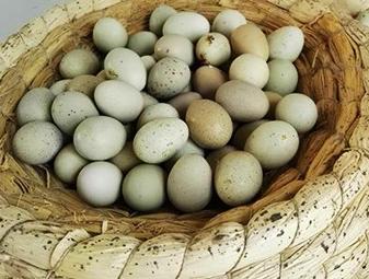 世界上最小的鸡是什么品种