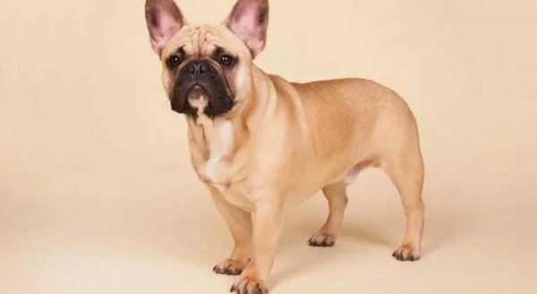 世界上最小的狗排名前十名