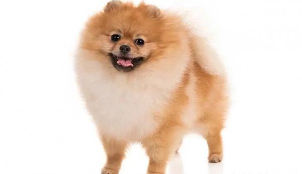 世界上最小的狗排名前十名