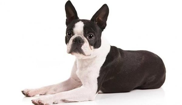 世界上最小的狗排名前十名