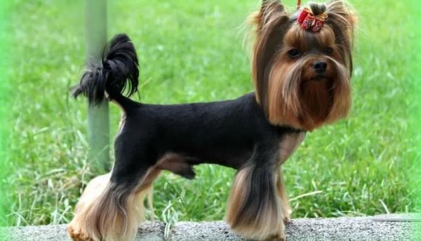 世界上最小的狗排名前十名