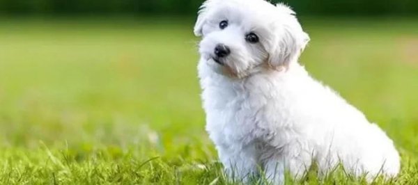 世界上最小的狗排名前十名