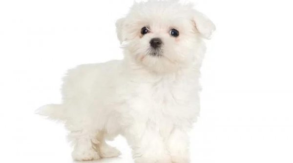 世界上最小的狗排名前十名