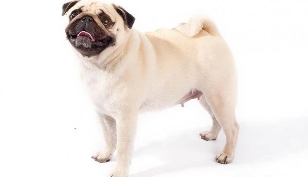 世界上最小的狗排名前十名