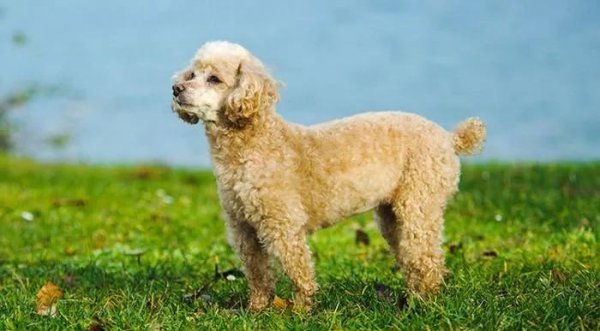 世界上最小的狗排名前十名