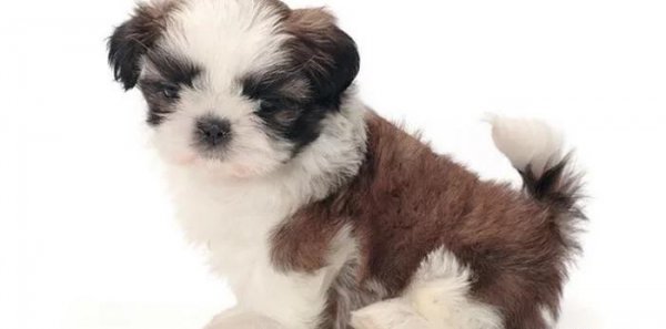 世界上最小的狗排名前十名