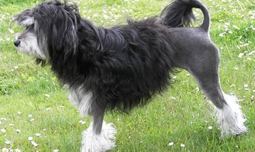 世界上最贵的狗前十名排行榜