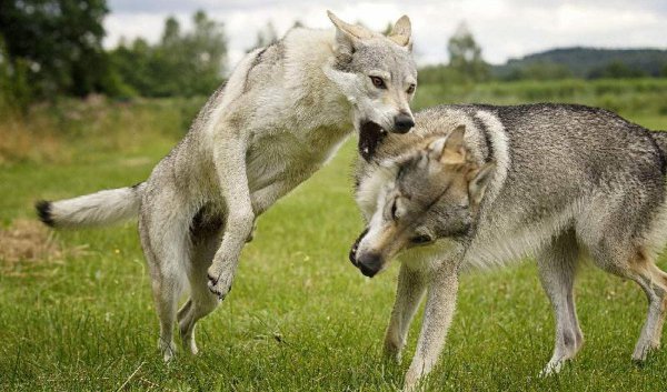 世界上最贵的狗前十名排行榜