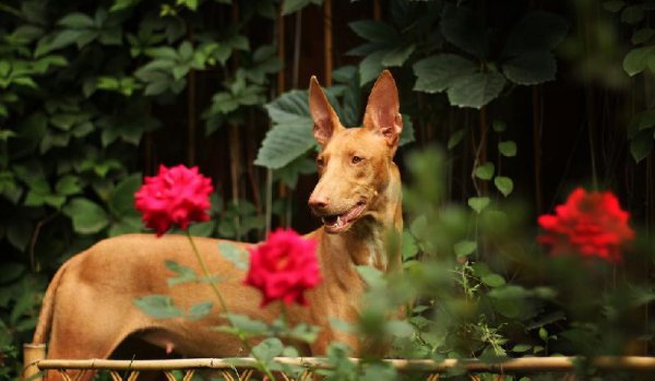 世界上最贵的狗前十名排行榜