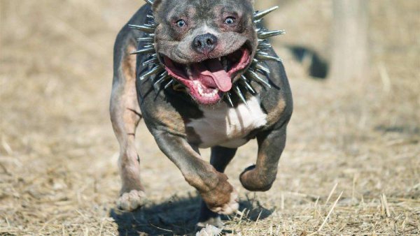 世界上最贵的狗前十名排行榜