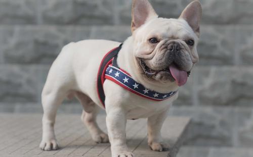 世界上最贵的狗前十名排行榜