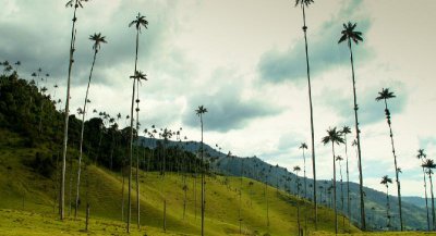 世界上最高的树是什么树 哥伦比亚蜡棕榈有多高