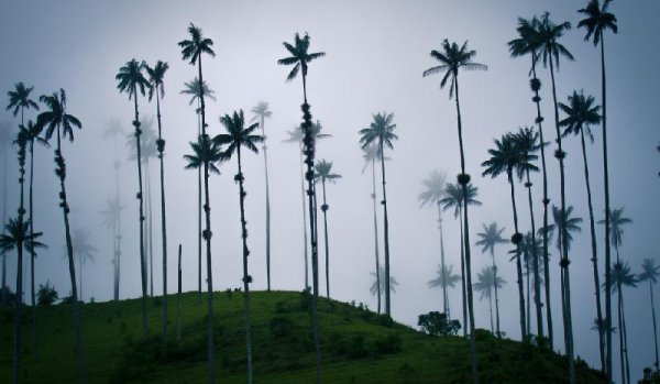 世界上最高的树是什么树