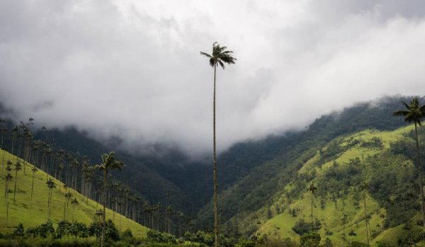 世界上最高的树是什么树