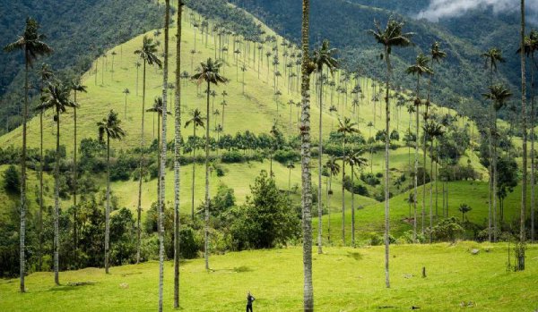 世界上最高的树是什么树