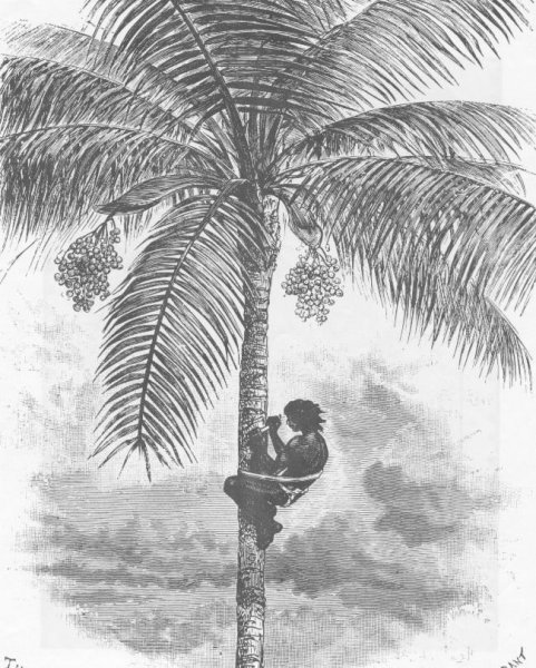 世界上最高的树是什么树