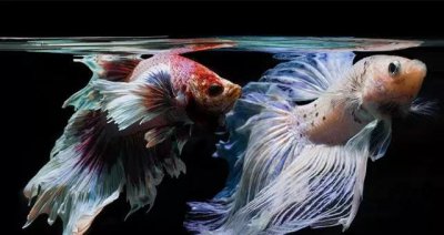 什么鱼最好养活又便宜 鱼缸养什么观赏鱼好养不用换水